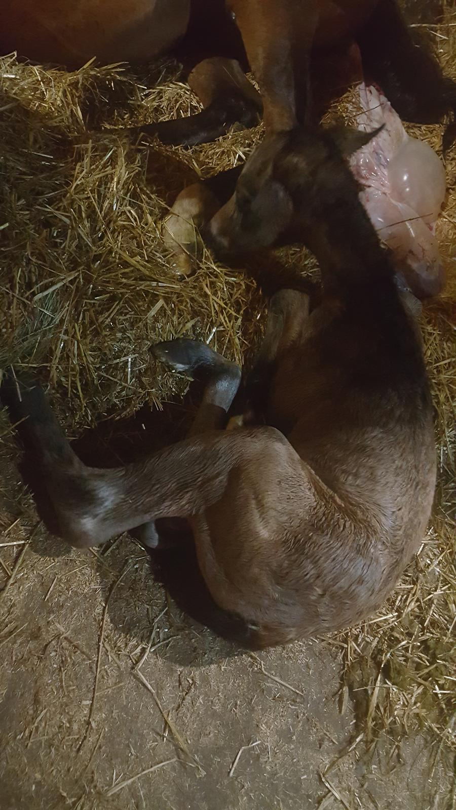 DSP Bjerring's princess billede 16