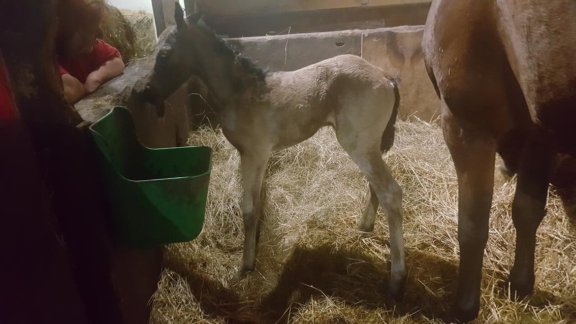 DSP Bjerring's princess billede 12