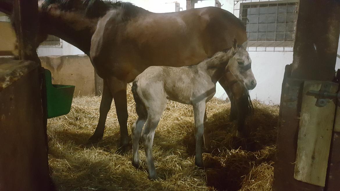 DSP Bjerring's princess billede 13