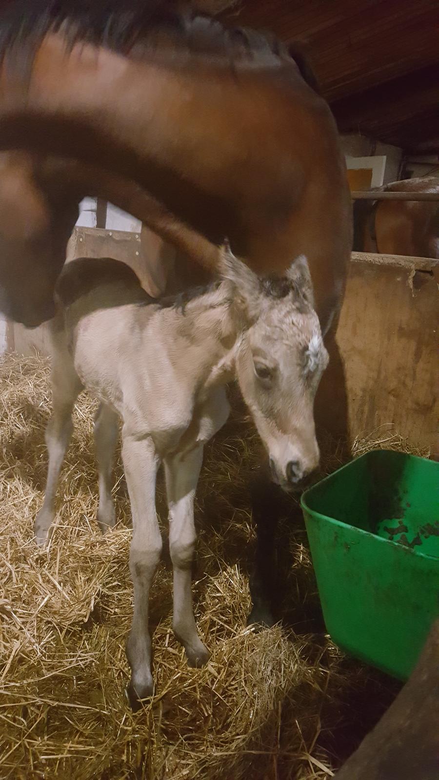 DSP Bjerring's princess billede 15