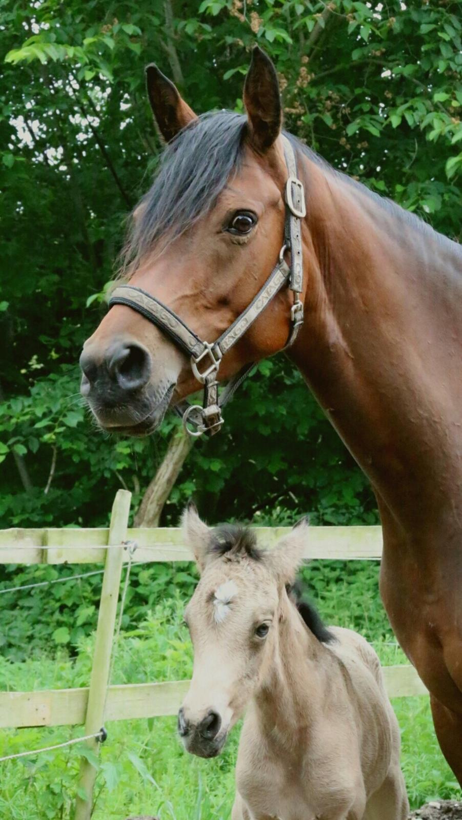 DSP Bjerring's princess billede 1