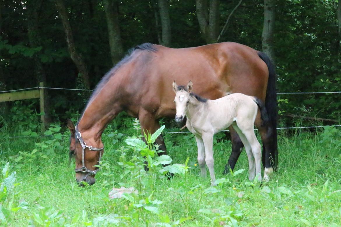 DSP Bjerring's princess billede 2