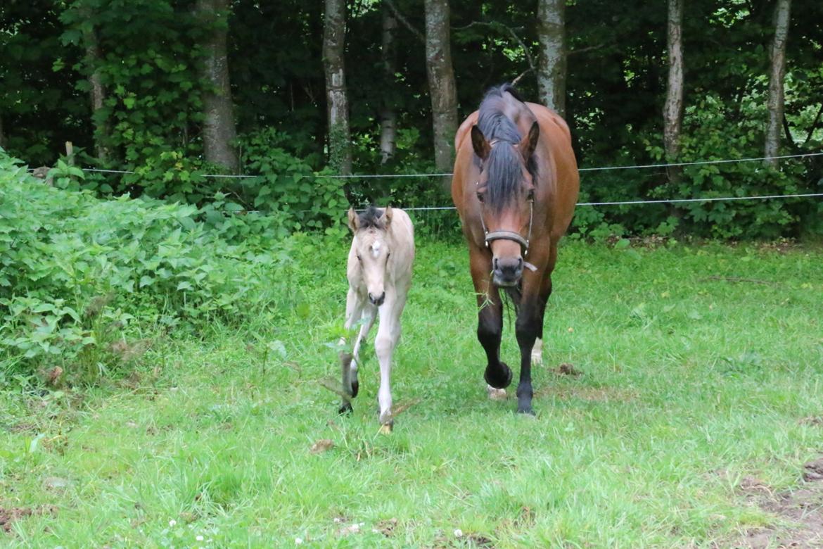 DSP Bjerring's princess billede 7