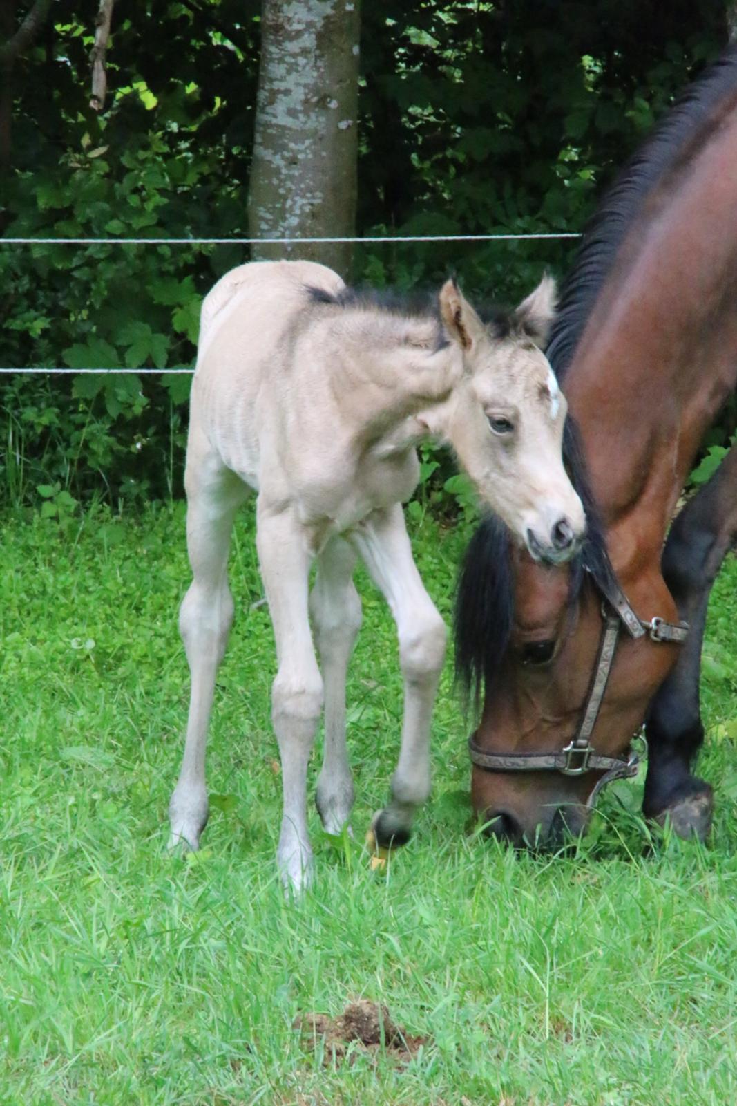 DSP Bjerring's princess billede 9