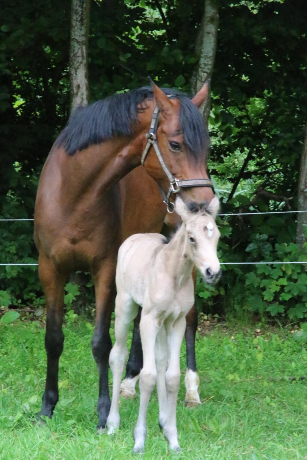 DSP Bjerring's princess billede 4