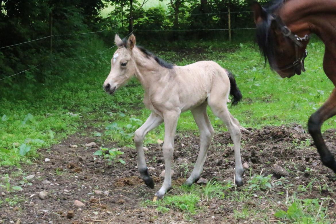 DSP Bjerring's princess billede 11