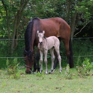 DSP Bjerring's princess billede 10