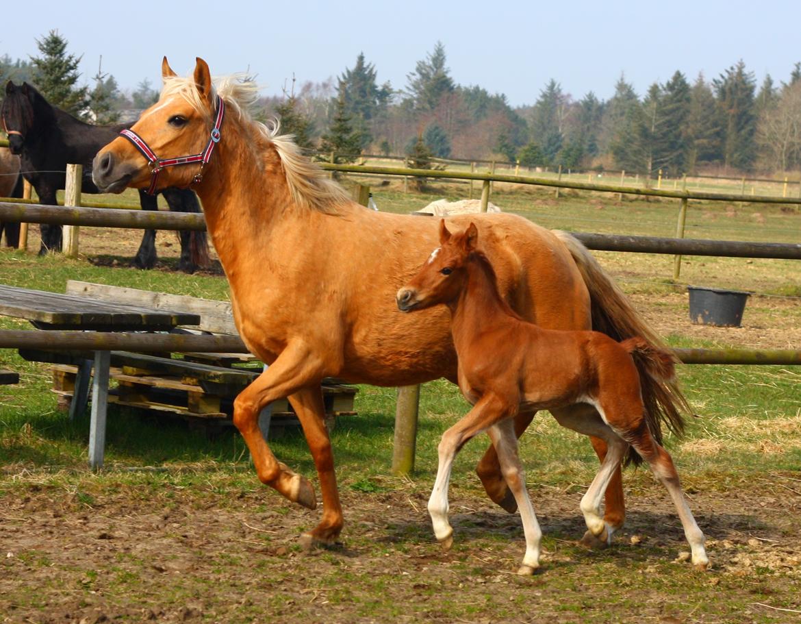 New Forest Calandias Challenger billede 1