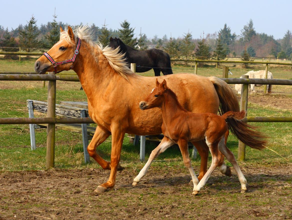 New Forest Calandias Challenger billede 2