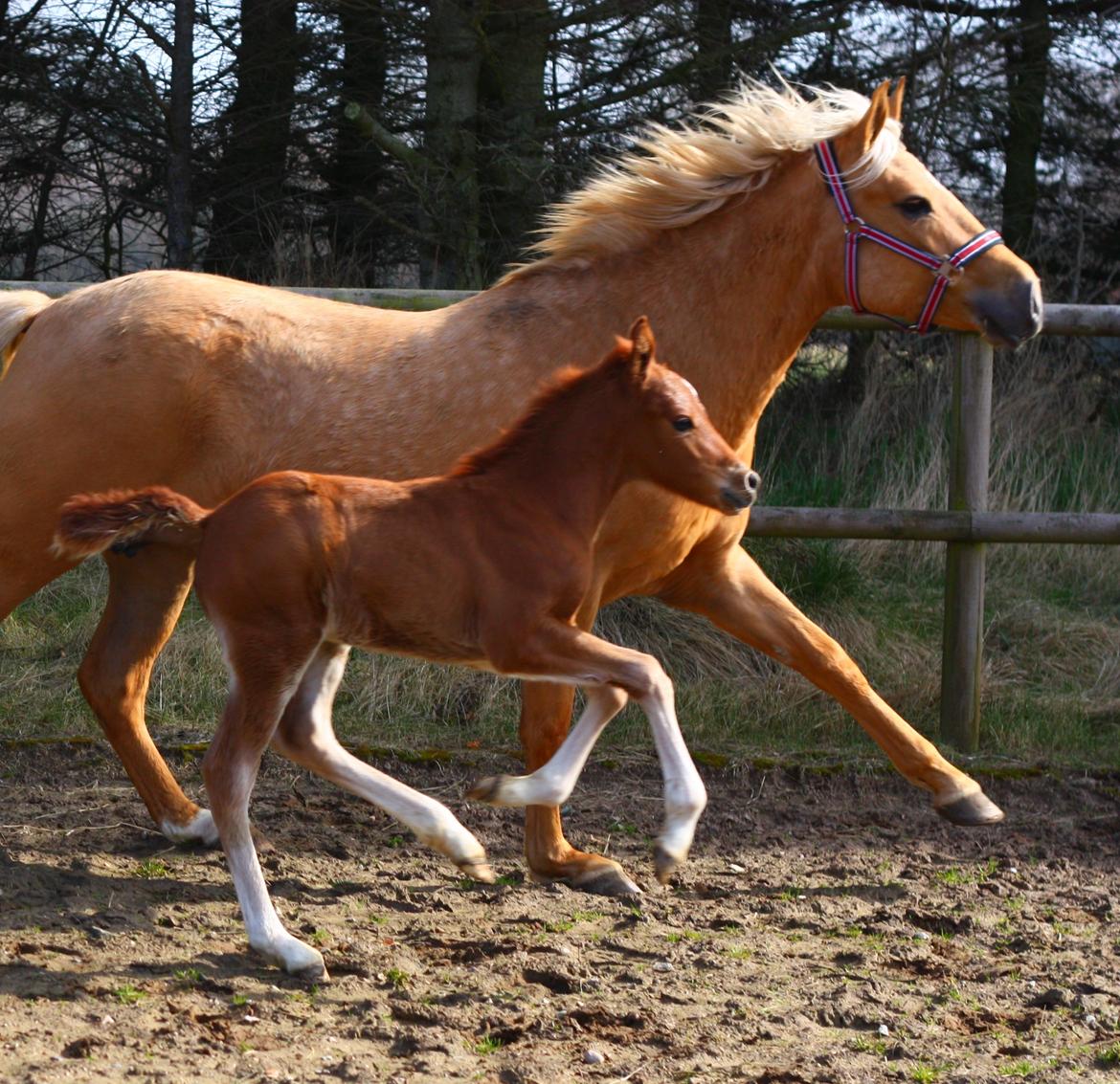 New Forest Calandias Challenger billede 5