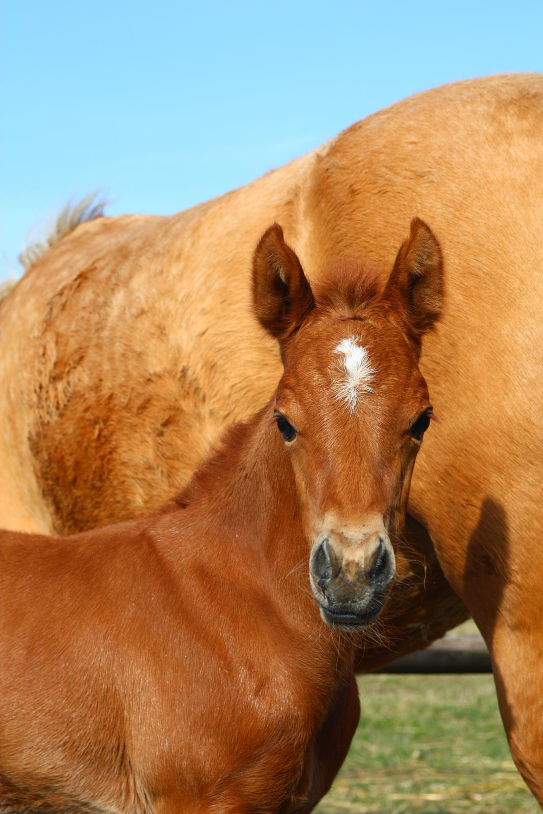 New Forest Calandias Challenger billede 8