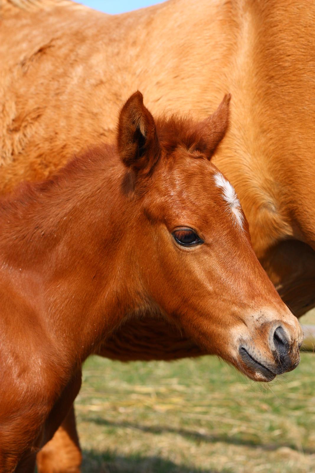 New Forest Calandias Challenger billede 4