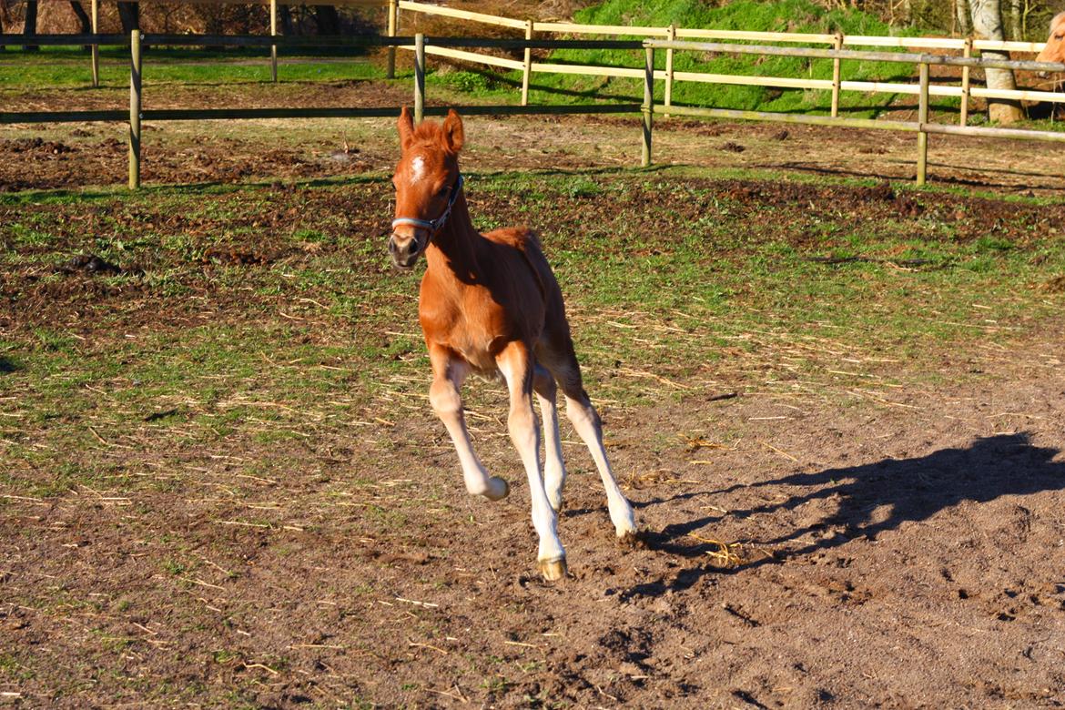 New Forest Calandias Challenger billede 6