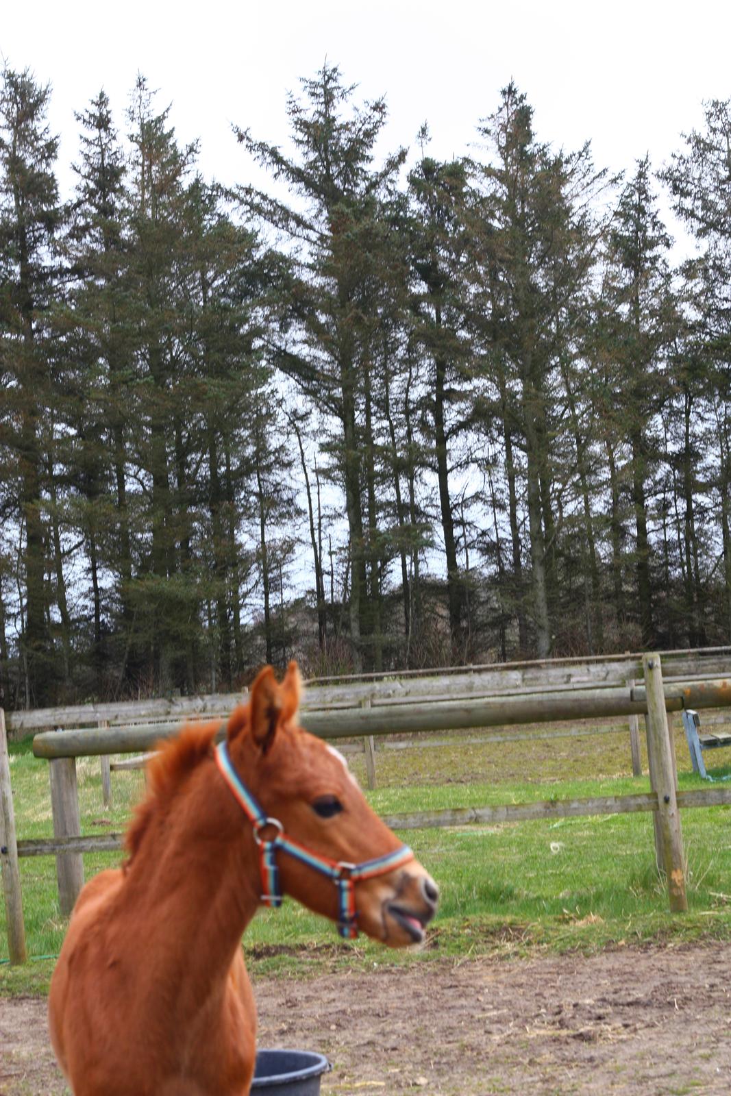 New Forest Calandias Challenger billede 9