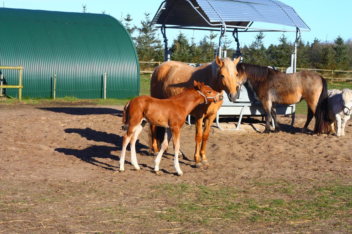 New Forest Calandias Challenger billede 10