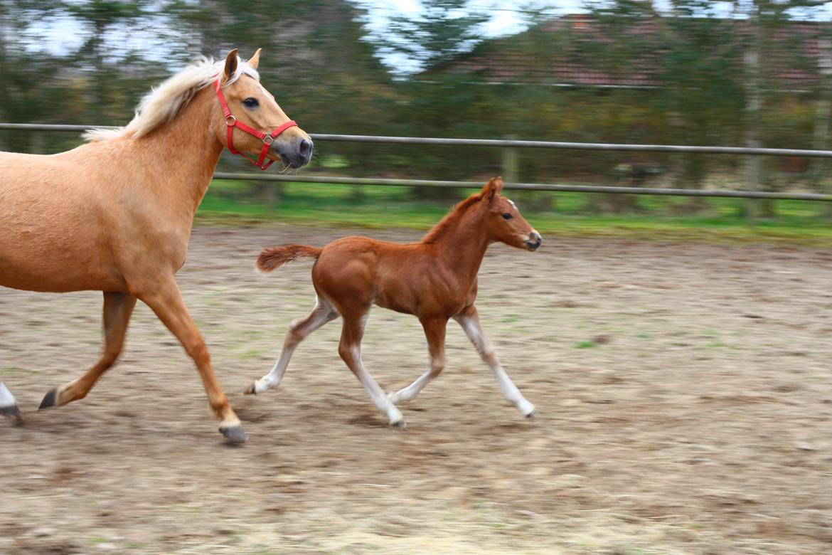 New Forest Calandias Challenger billede 11