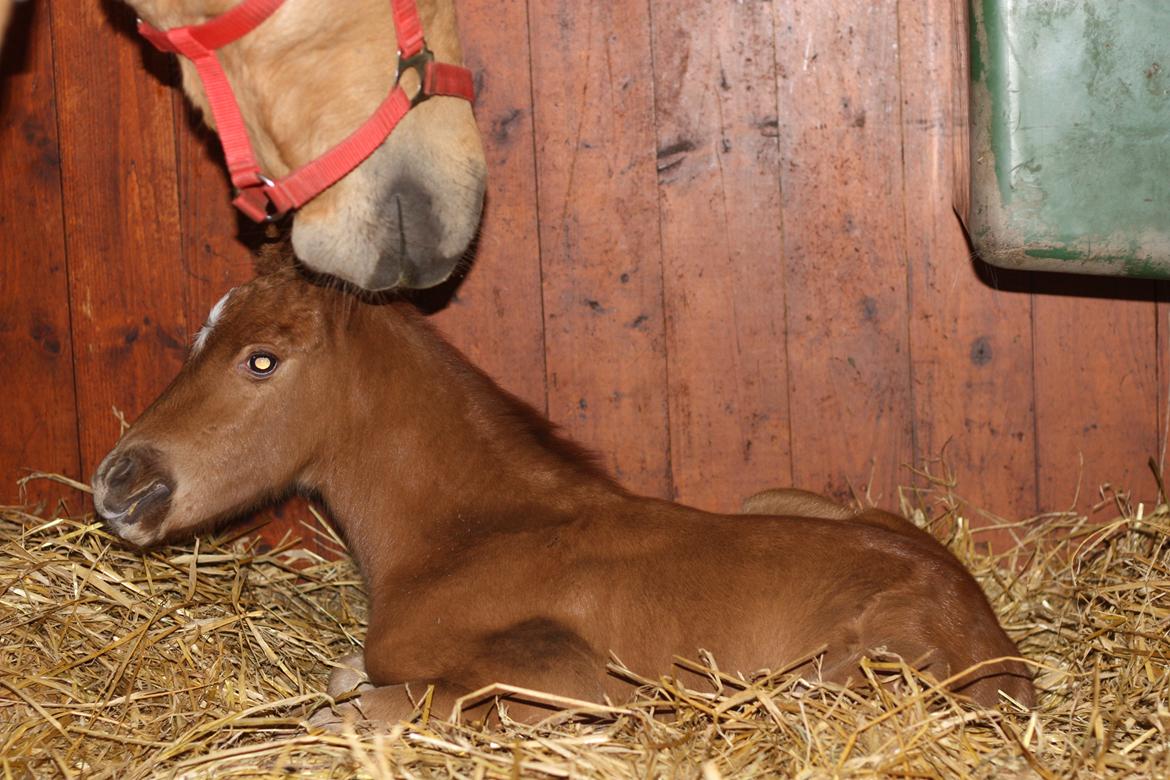 New Forest Calandias Challenger billede 3