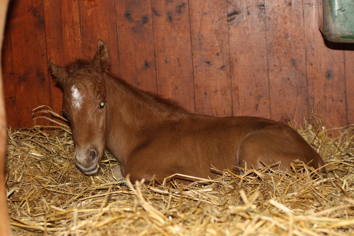 New Forest Calandias Challenger billede 12