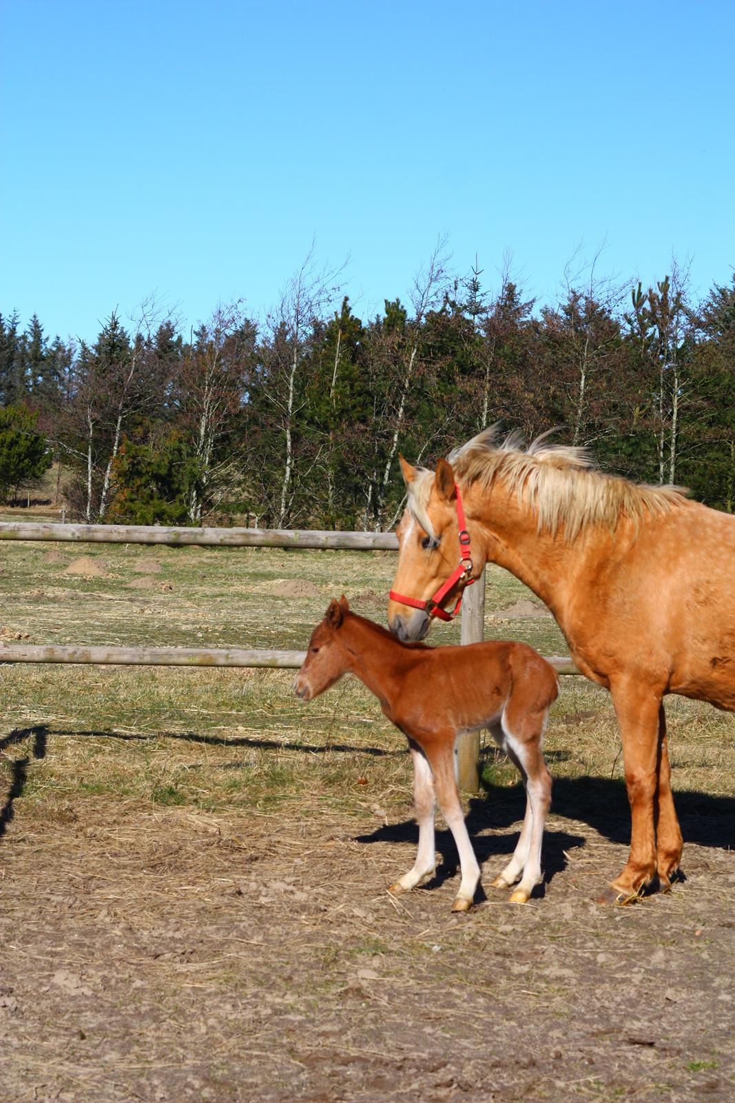 New Forest Calandias Challenger billede 13