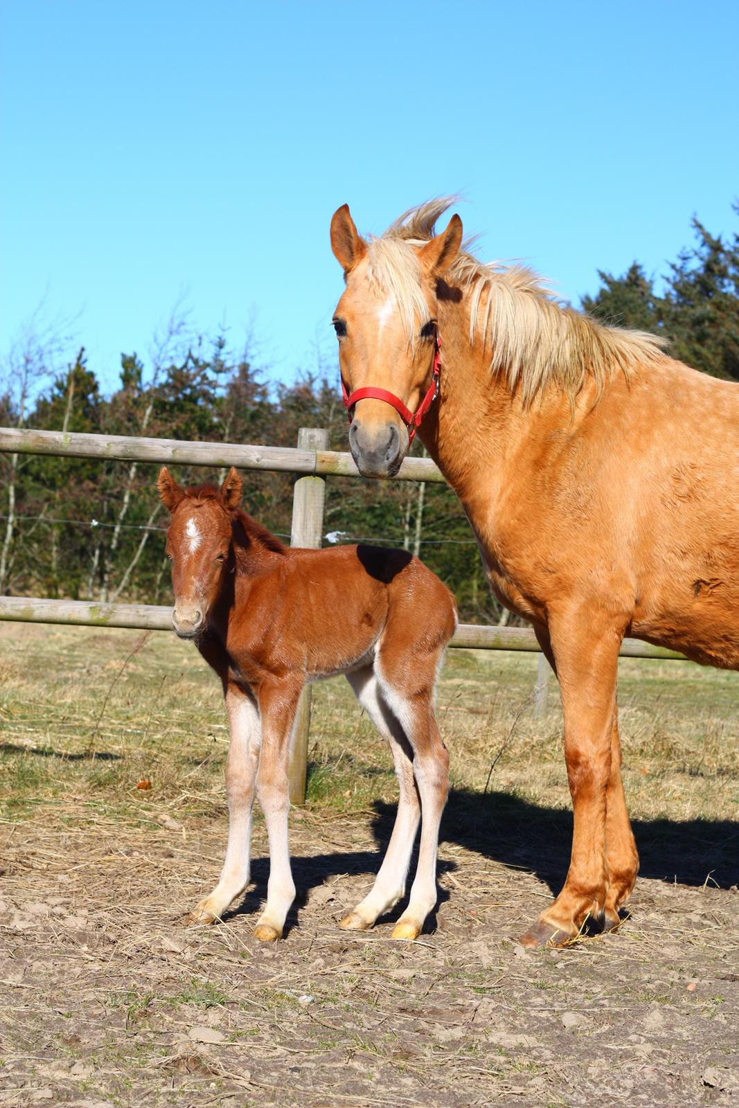 New Forest Calandias Challenger billede 14
