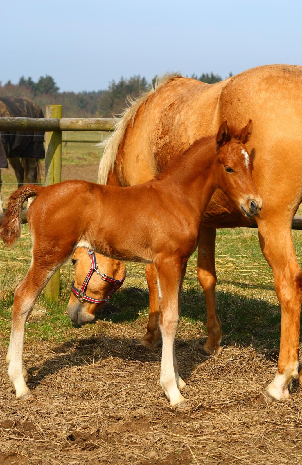 New Forest Calandias Challenger billede 7