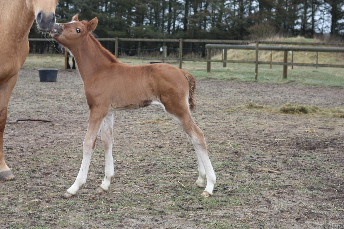 New Forest Calandias Challenger billede 16