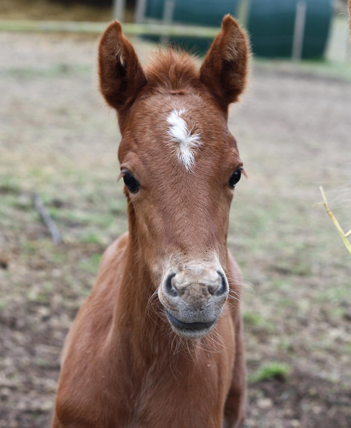 New Forest Calandias Challenger billede 17