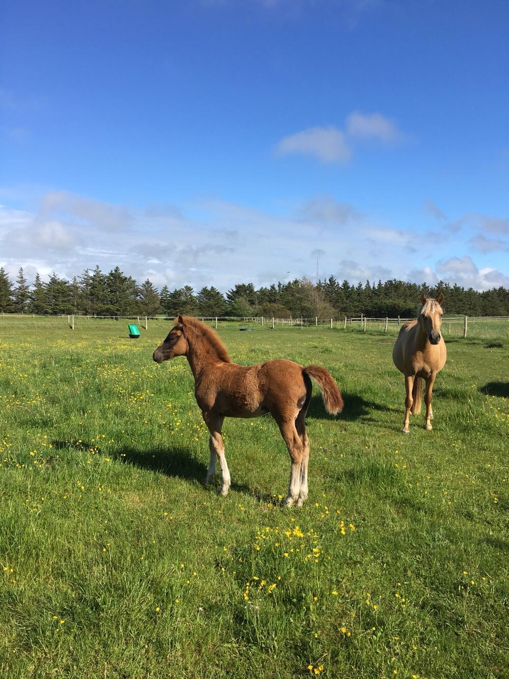 New Forest Calandias Challenger billede 15