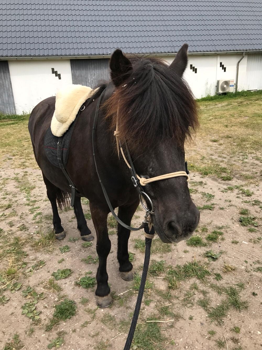 Islænder Komma fra litlu-sandvik billede 14