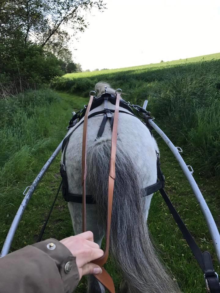 Welsh Mountain (sec A) Team J Nielsen's Felix - maj 2017 billede 6