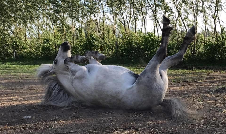 Welsh Mountain (sec A) Team J Nielsen's Felix - maj 2017 billede 7