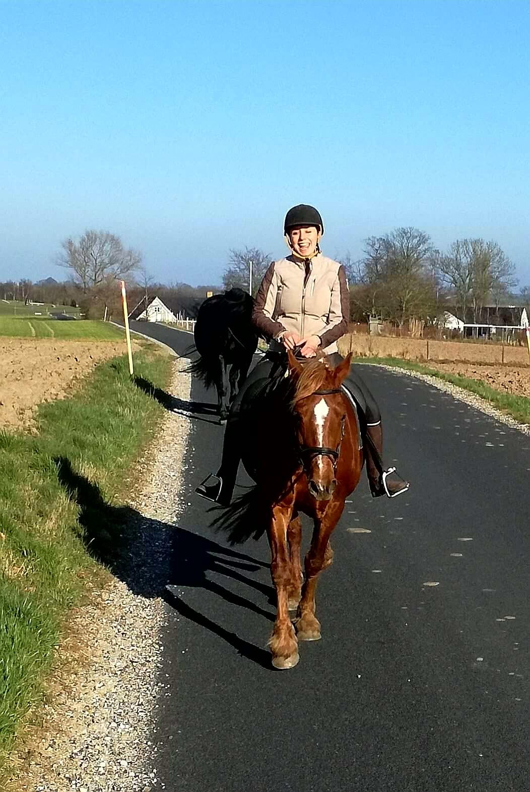 Welsh Cob (sec D) Miss Robina billede 2