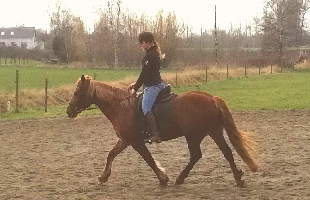 Welsh Cob (sec D) Miss Robina billede 7