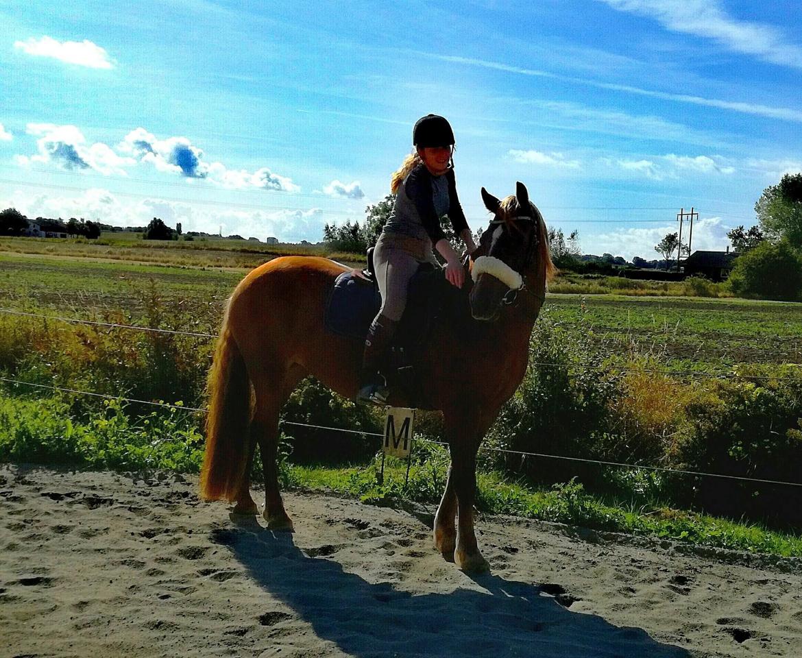 Welsh Cob (sec D) Miss Robina billede 10