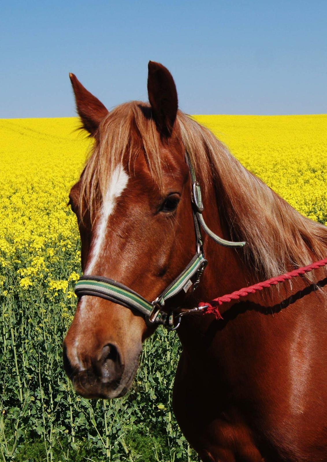 Welsh Cob (sec D) Miss Robina billede 3