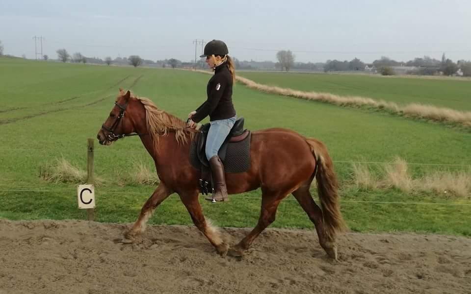Welsh Cob (sec D) Miss Robina billede 4