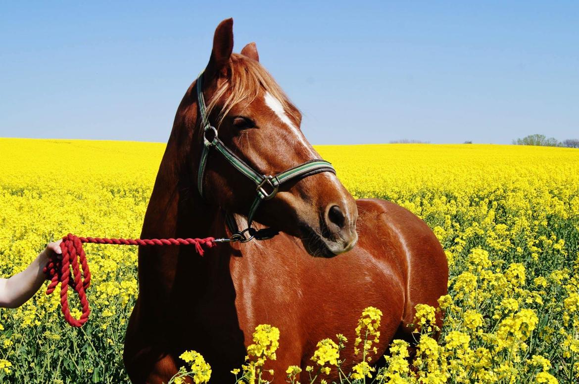 Welsh Cob (sec D) Miss Robina billede 1