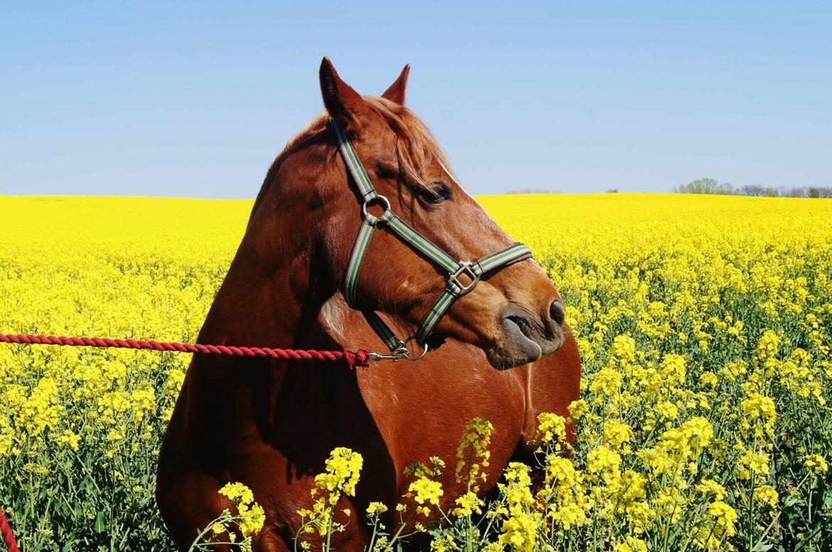 Welsh Cob (sec D) Miss Robina billede 5