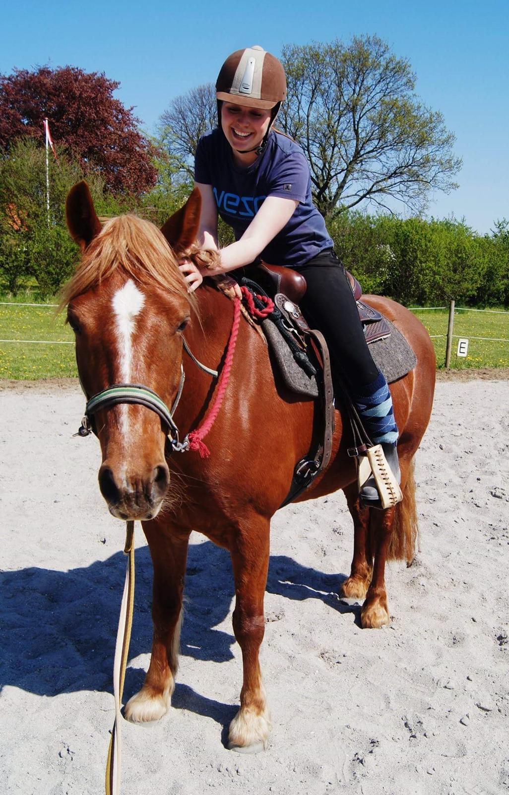 Welsh Cob (sec D) Miss Robina billede 6