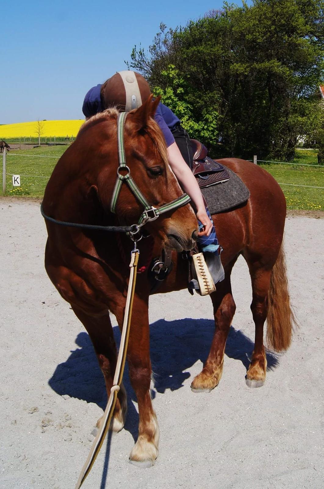 Welsh Cob (sec D) Miss Robina billede 8