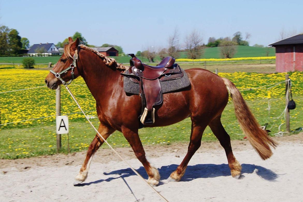 Welsh Cob (sec D) Miss Robina billede 9