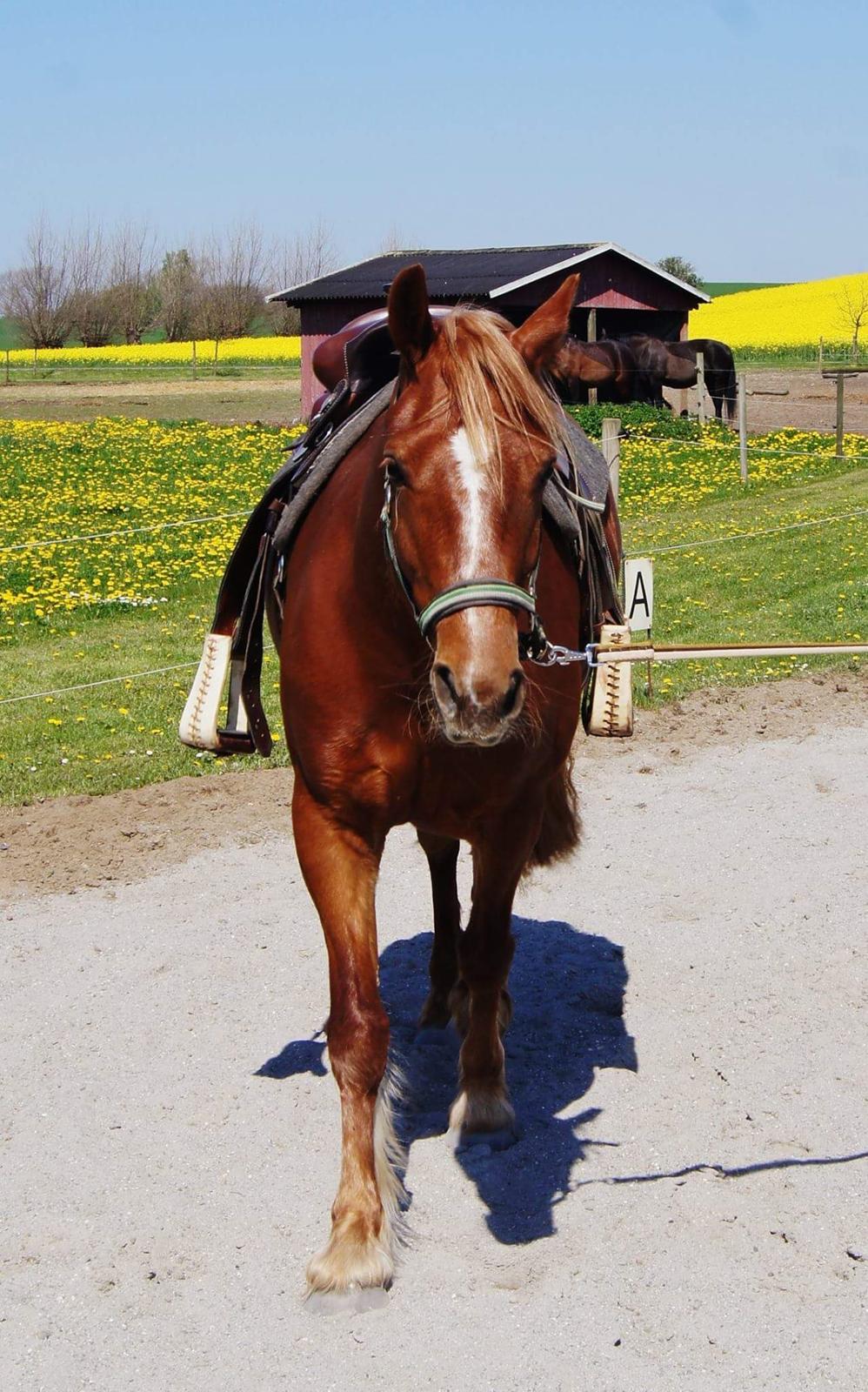 Welsh Cob (sec D) Miss Robina billede 11