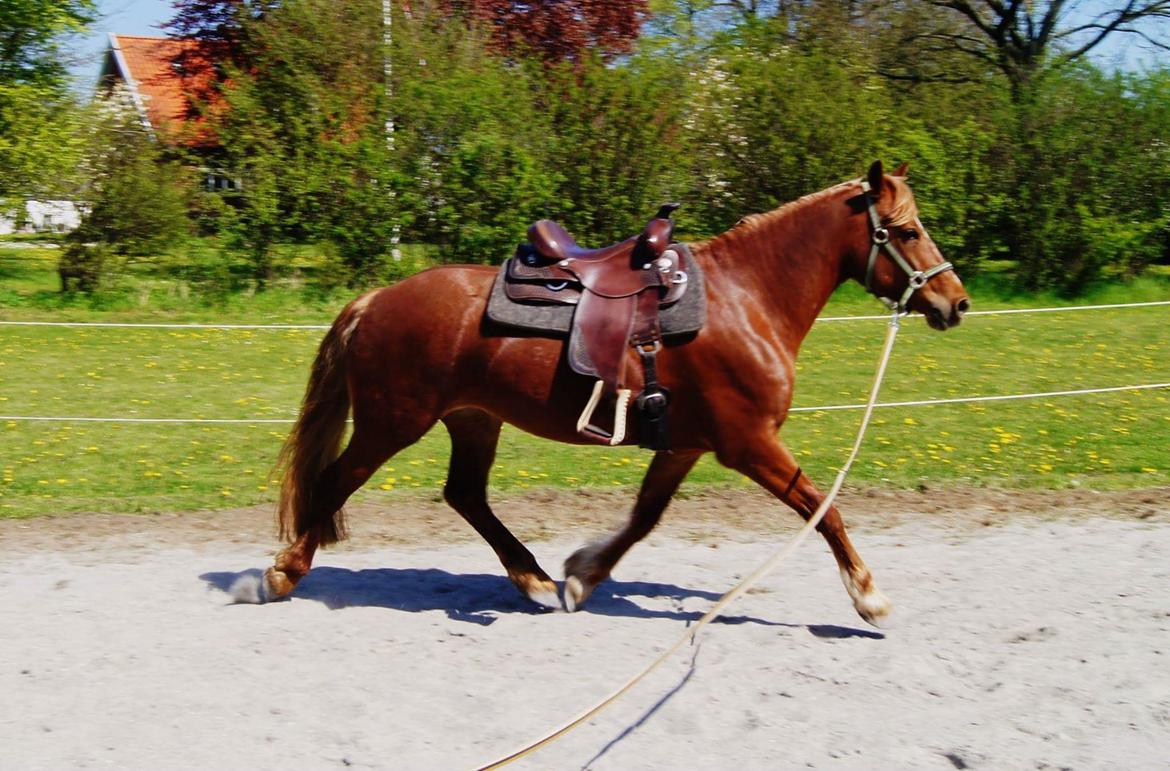 Welsh Cob (sec D) Miss Robina billede 12