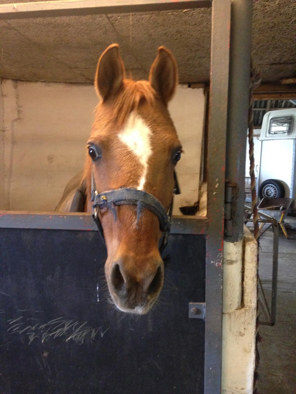 DSP Daimler billede 2