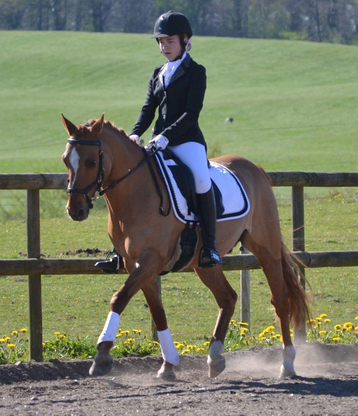 DSP Daimler billede 1