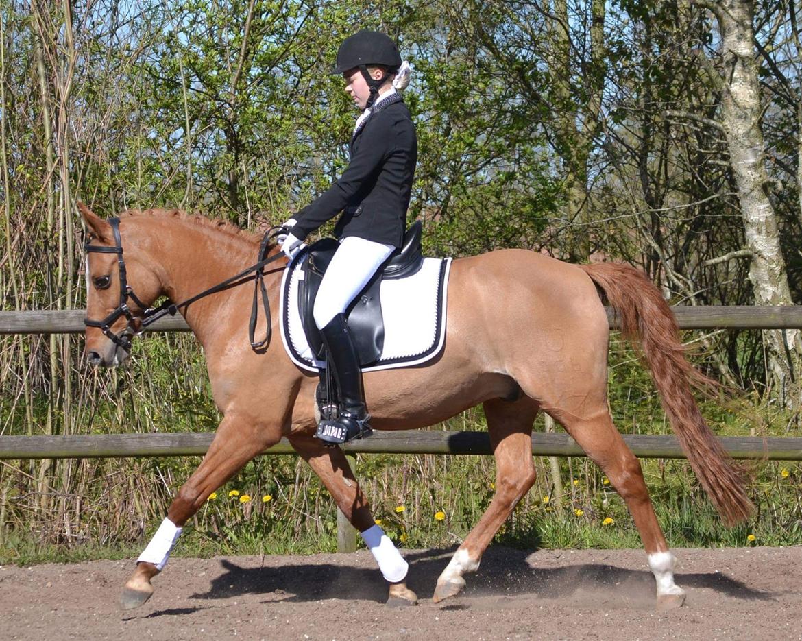 DSP Daimler billede 6