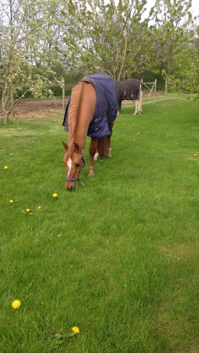 DSP Daimler billede 7