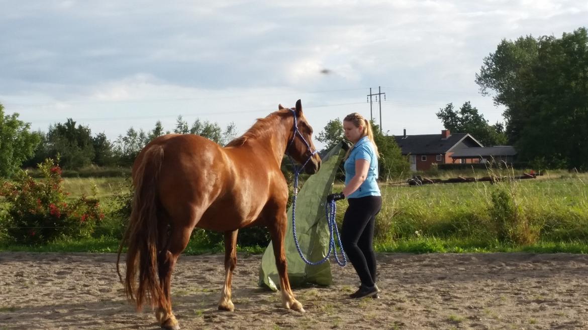 Welsh Cob (sec D) Miss Robina billede 13
