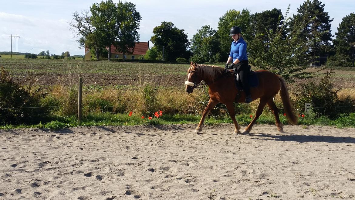 Welsh Cob (sec D) Miss Robina billede 14