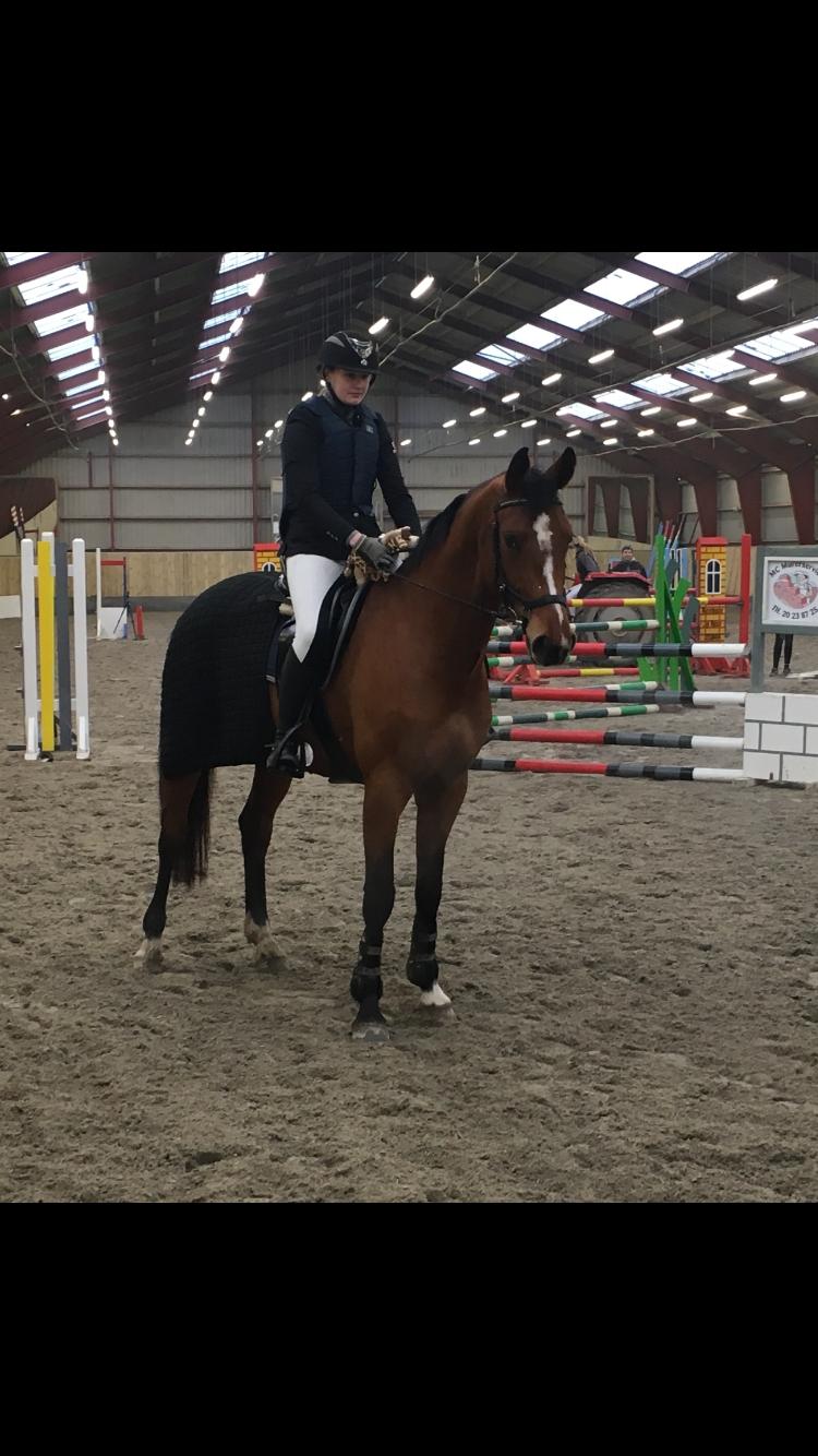 Dansk Varmblod Bjerresmindes Fiona billede 11